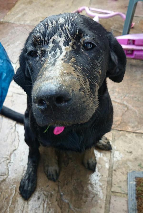 KaylaBlackLab's tweet image. Oh boy, I'm in such trouble :( it was just a harmless dig in the mud, you should have heard the fuss mum made!!