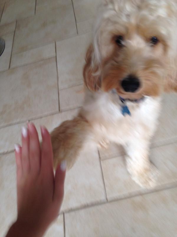 TobyCockapoo's tweet image. Doing some dog training with my owner, when we do sit and stay i suddenly have selective hearing😉🐶 #highfive #Dogs