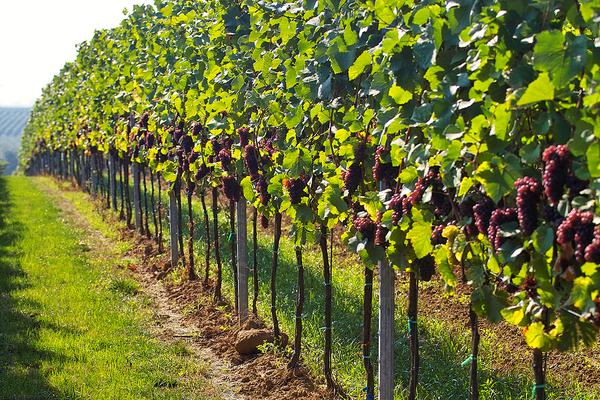 discoverPelopon's tweet photo. Walk through vineyards in #Mantineia #Arcadia #Greece 
#discover_peloponnese #winelover  
http://t.co/NZkGHzEf5D http://t.co/8ZS6pen1Nz