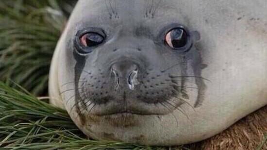 AlfredoFlores's tweet photo. Shark week is over and now I have nothing to watch all day. http://t.co/rBdYoNla6X