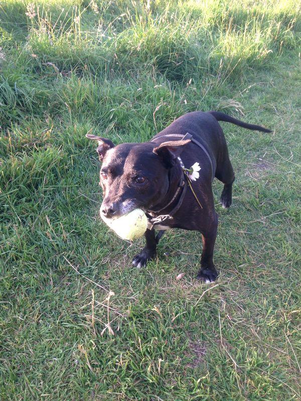 Help2Rehome Scotland tweet media
