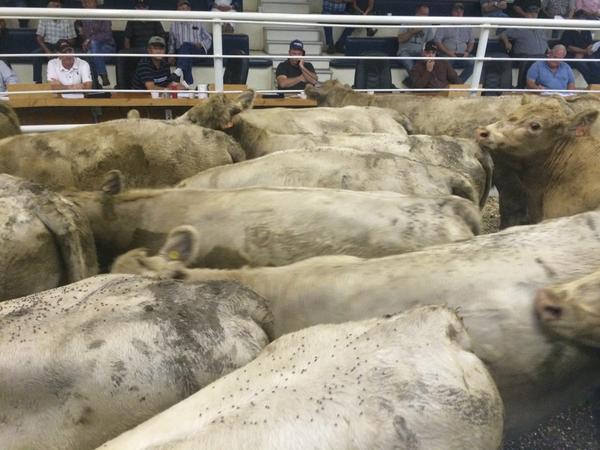 Drylandcattle's tweet photo. 40 hd Silver 851lbs brought $223.50 http://t.co/LPskcxZ1OB