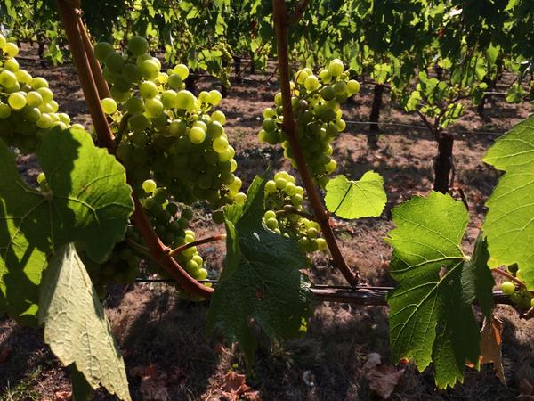 24 year old Chardonnay @ Vojtilla Vineyard.  Nice morning for at walk with <a href="/kpahlow32/">Ken Pahlow</a> in the <a href="/ChMtnsWineOR/">ChehalemMtnsWinegrow</a>