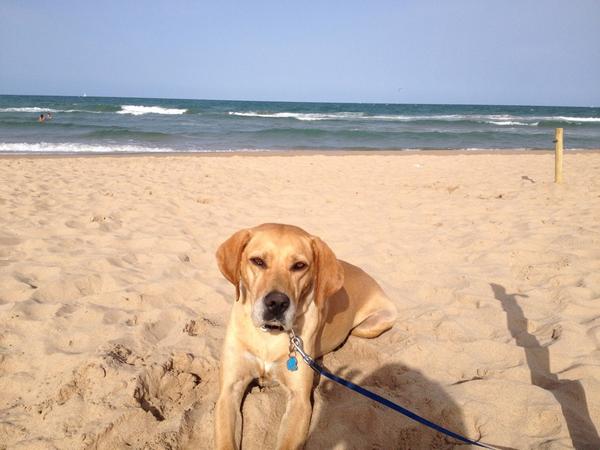 saragarcia1978's tweet photo. Gracias #Gandía por dejarme disfrutar de mi perro en la playa can 🐶🌊 @visitgandia http://t.co/dSofYTXDfB