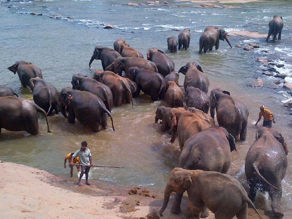 ModecTours's tweet image. #pinnawela #SriLanka