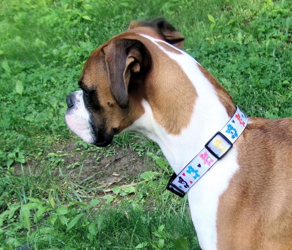 Neptune Blogging Boxer tweet media