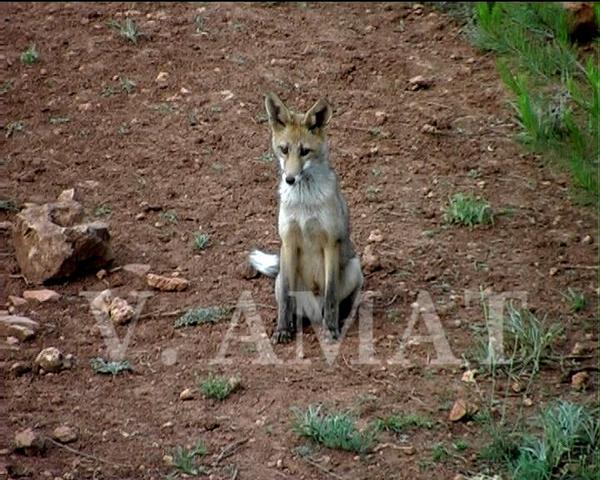 Vicenteamatcaza's tweet photo. "Mi vida es monótona.Cazo gallinas,los hombres me cazan.Todas las gallinas se parecen ..." El Principito. http://t.co/aNijVYHUMO