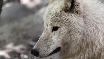 KiernanCharlie's tweet photo. My Spirit Animal is the Wolf ! 
 What's yours? https://t.co/N7MGGa6EWv http://t.co/fg1h2gDUzp