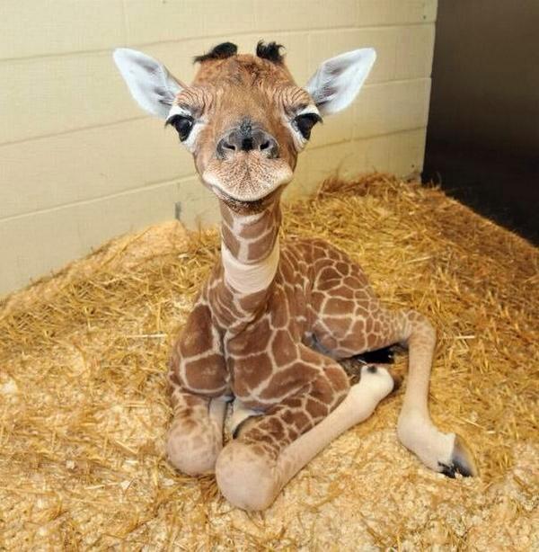 ceobillionaire's tweet photo. "Until one has loved an animal a part of one's soul remains unawakened." - Anatole France | Image via @BabyAnimalPics http://t.co/1iwp3RzYcx