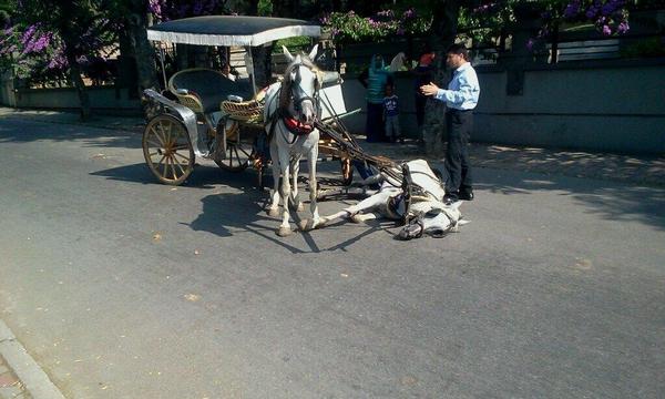 Büyükada'da ölen at, dikkat edilirse ne kadar da zayıf. Yazık be kardeşim! can O can! Senin gibi can taşıyor o da! :(