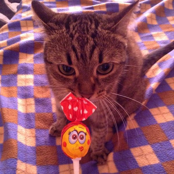 Kataleya312's tweet photo. Любимый ребенок ,который обожает отбирать мои сладости)) http://t.co/1lGgyrfRgi
