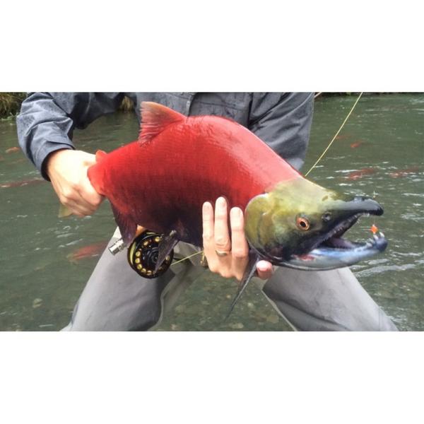 FishDrift's tweet image. Recap of Madeleine Longshores #DriftFishing trip out in #Alaska: Beautiful outdoors, exotic fish, and great company