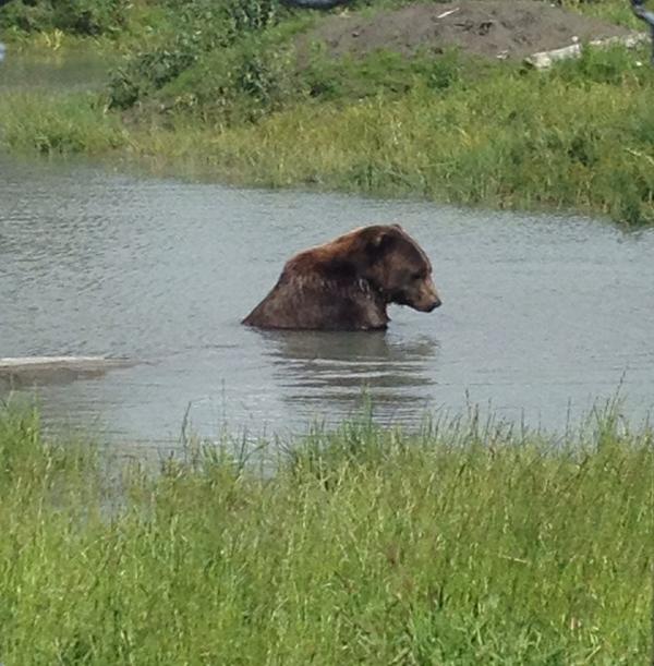 FishDrift's tweet image. Recap of Madeleine Longshores #DriftFishing trip out in #Alaska: Beautiful outdoors, exotic fish, and great company