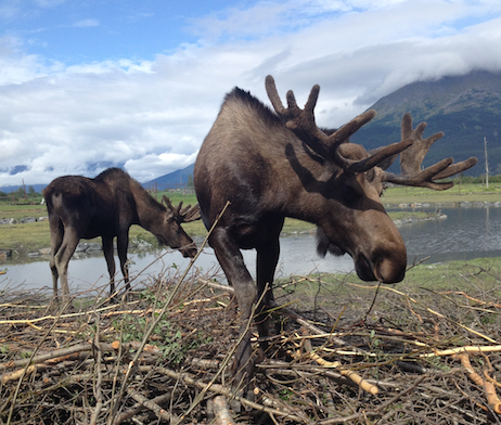 FishDrift's tweet image. Recap of Madeleine Longshores #DriftFishing trip out in #Alaska: Beautiful outdoors, exotic fish, and great company