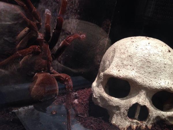 しぶとい中川翔子 うおおおおゴライアスバードイーター かっこよすぎるwwwwディスプレイが頭蓋骨とかなにこの空間www二本足でずっと立ってるめちゃくちゃかっこいい 蜘蛛なのに鳥を襲うとかやばい 毛をとばすらしいやばいやばい 毒毒毒毒毒展でぜひ生