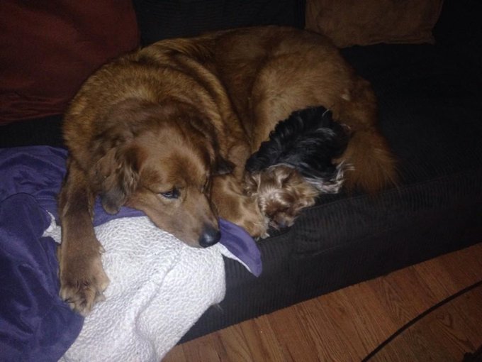 Thank u to the few who made a sweet gesture to donate, and/or, share the link. He'll be missed more than<a href="/tag/onmfc"class="tags"><span>#onmfc</span></a>