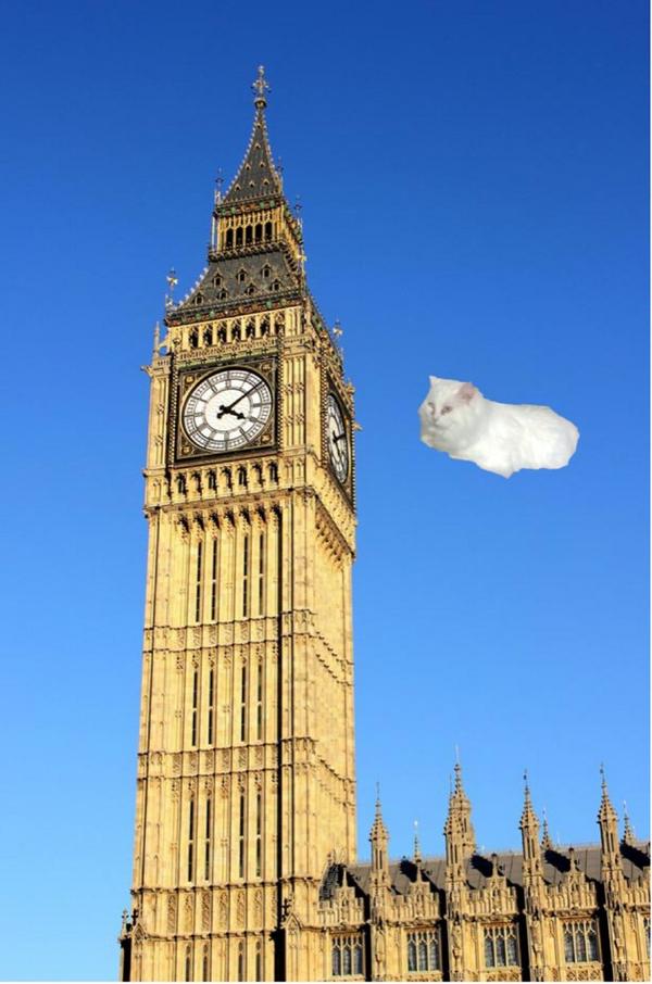 BasicLynn's tweet image. Rt or this cat will come after you tonight