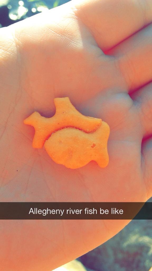 meow_laryy's tweet image. #PittsburghProblems