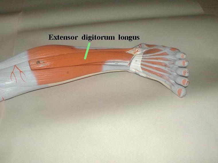 extensor hallucis longus model