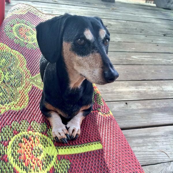 thunderboltdog's tweet photo. What's up, twitter? #AdoptDontShop #DOGS #BringMeTreats #ThisIsMyRugNow #DealWithIt #DramaDog #weinerdog #King ✌️❤️🐶🐾 http://t.co/3a5CJadttS