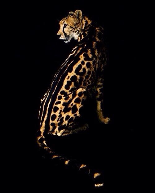 The Cult Cat (@elverojaguar) on Twitter photo 