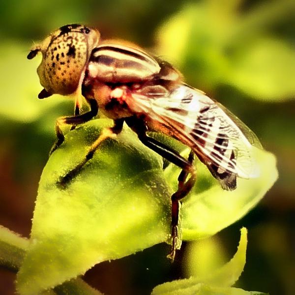 Tiwaash's tweet photo. @MoboGenie some natural beauty clicked with my #nokia #Lumia928 #WorldPhotographyDay #FreedomWithGenie #IndiGenie http://t.co/ghzlMfduGb