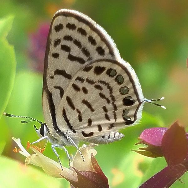 Tiwaash's tweet photo. @MoboGenie some natural beauty clicked with my #nokia #Lumia928 #WorldPhotographyDay #FreedomWithGenie #IndiGenie http://t.co/ghzlMfduGb