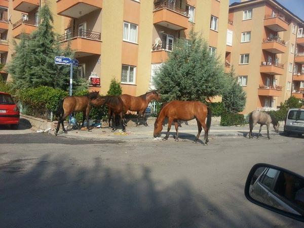 Günaydın. Lütfen evlerimizin önlerine birkaç bidon su koyalım. Minik dostlarımız bu sıcaklarda susuz kalmasın.
