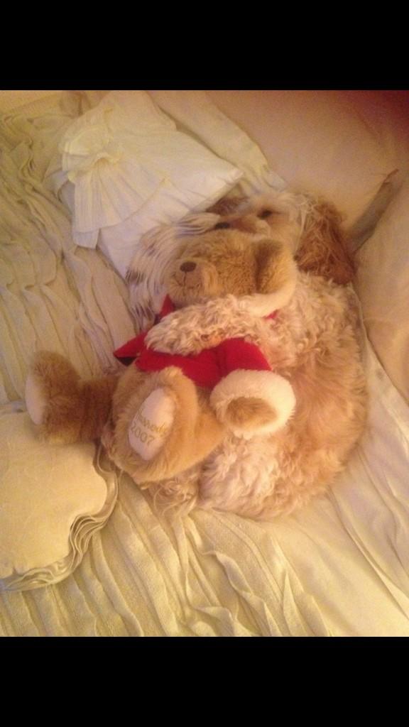 TobyCockapoo's tweet image. Last night i was cuddling my owners teddy🐶 #happypup #cockapoo #follow #ADOGSLIFE