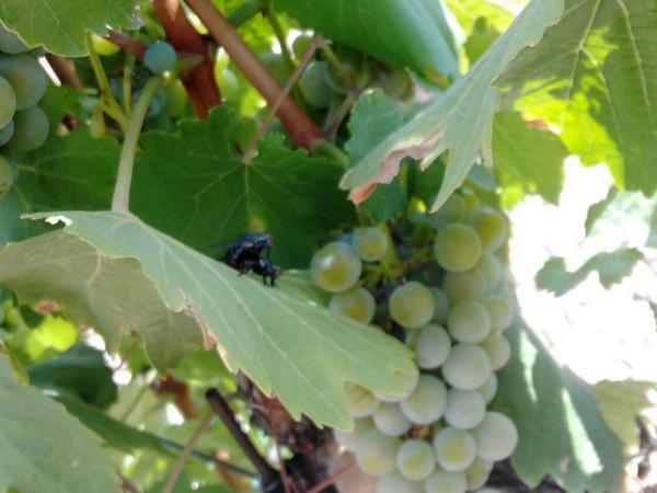 Bodegas Verderrubi tweet media
