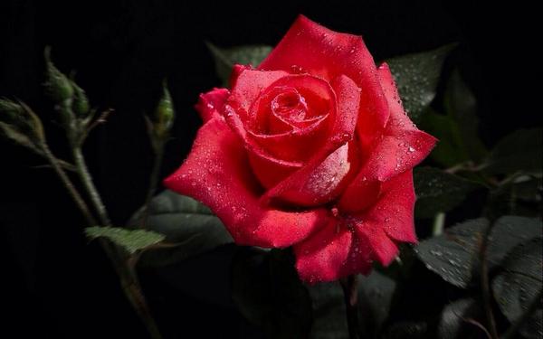LamySandra's tweet photo. @xzz55673 bienvenue a vous 🌹 http://t.co/ZPEJjPse9z