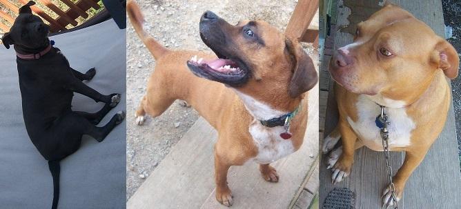 Happy #NationalDogDay to my three babies... <3 http://t.co/rD06N67mgW<a href="/tag/nationaldogday"class="tags">#NationalDogDay</a>