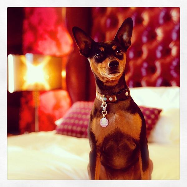 ShiversFox's tweet image. Like my new head shot? #NationalDogDay