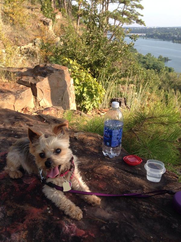 sgeode's tweet image. Wearing the pup out on National Dog Day!