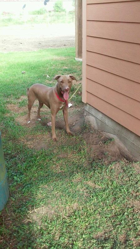 JuiceeJu_'s tweet photo. My grandmother sent me this picture at work of my baby 🐶❤️. http://t.co/9BudHAEaZF