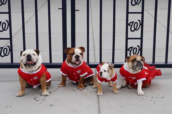 JWerthGnome's tweet photo. @JWerthsBeard Happy #NationalDogDay #NatsDogs http://t.co/f8wPU78mGX