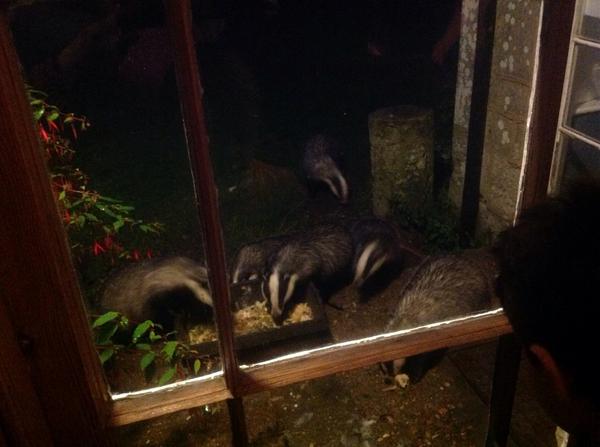 ShappiKhorsandi's tweet photo. Badgers outside the window make up for the rain #myhols http://t.co/xA6L88KXl0