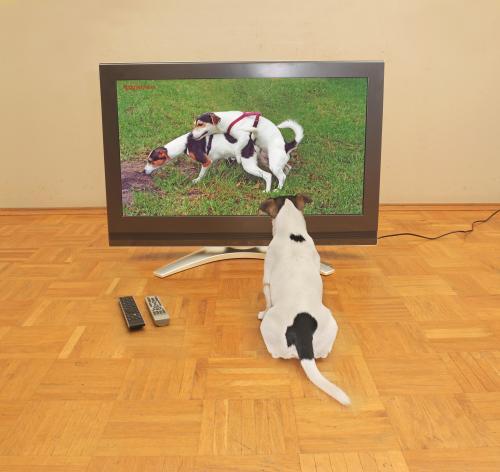 ServusGutN8's tweet photo. #nationaldogday #dogiestyle TV : JR´s personal porno tv .. http://t.co/w7ApEnx6ZE