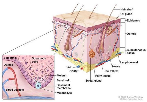theNCI's tweet photo. The genetics of skin cancer is a broad topic. Here's an overview for health professionals: http://t.co/wRLF4touHj http://t.co/YcL1QaCZ3I