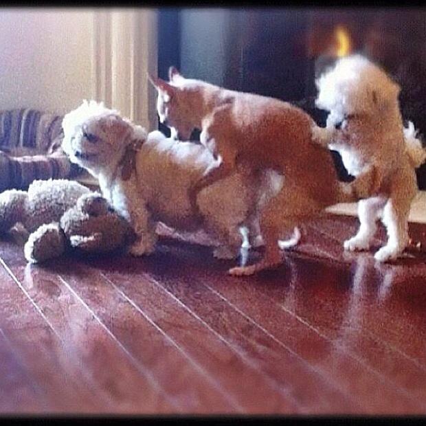 Happy #nationaldogday everybody http://t.co/bslW2m454X<a href="/tag/nationaldogday"class="tags">#nationaldogday</a>