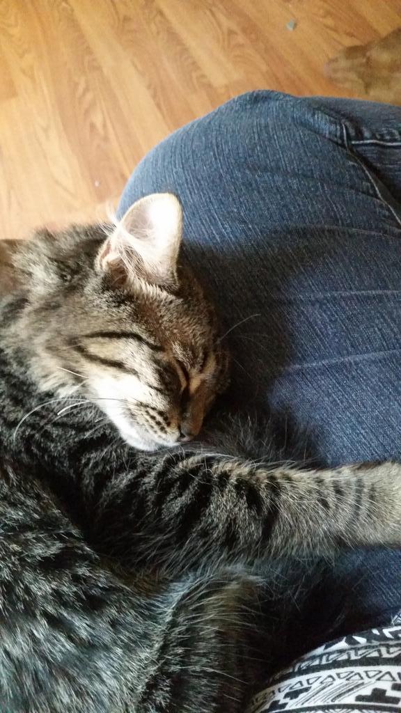 TehSammehh's tweet image. Kittehh cuddles!!! #toocutetofunction