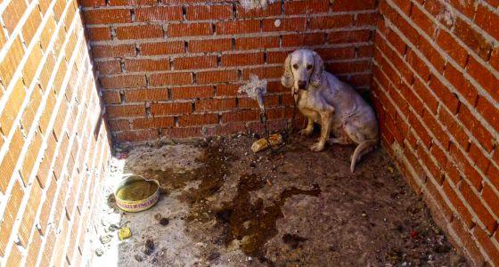 el_pais's tweet photo. Detenido en Madrid un hombre por maltratar a más de 50 perros de caza http://t.co/8Fz99uafZb http://t.co/4n5of4UPMW