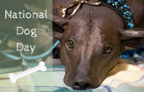 PeruForLess's tweet photo. Today is #NationalDogDay! We're celebrating #SouthAmerica's very own #PeruvianHairless: http://t.co/g7Rd5UrCdC #Peru http://t.co/fQd1fHbTYS