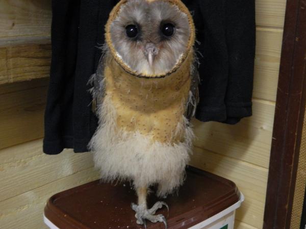 Kirkleathamowlcentre On Twitter Baby Barn Owl Diablo Is Growing