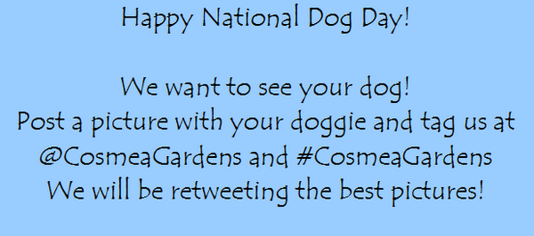 CosmeaGardens's tweet image. Happy #NationalDogDay ! Tag us at @CosmeaGardens and #CosmeaGardens on your best pictures with your pooch! #Woof