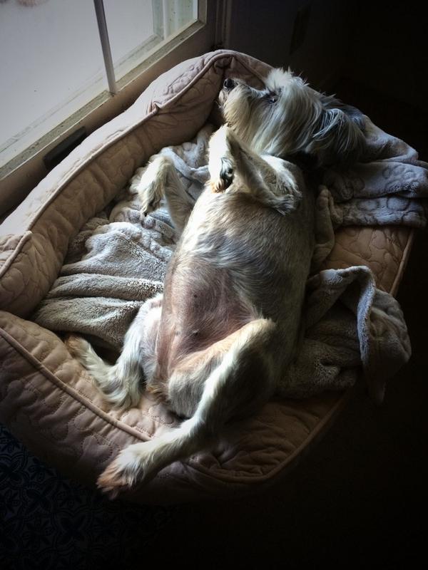 aSchwende's tweet photo. Can't handle this jelly. My pride 'n joy.  #NationalDogDay http://t.co/7KioAYiV5z