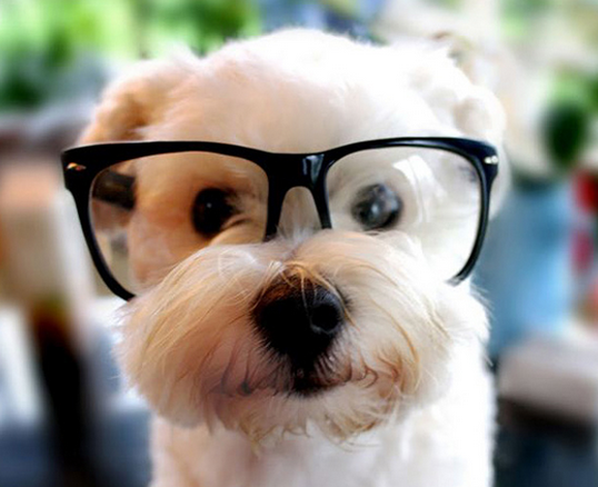 JakeStateFarm's tweet photo. #JakeAThon #ReasonsToSmile Add a well groomed mustache and argyle and it could be @CliffPaul's best friend! http://t.co/mnZ8TVee7L