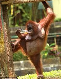 RAWIU's tweet photo. Happy world orangutan day!! http://t.co/1kdF5geN7Y