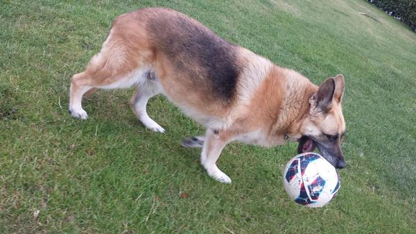 joe_muff's tweet image. One nutmeg. This is the result. #canttakeit