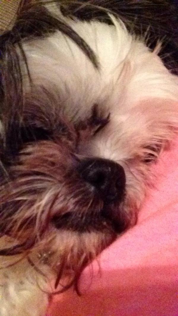 niklhens10's tweet photo. Missing my pretty girl today! Can't wait til she's back from grandmas house! 💗🐶 #mollyboo http://t.co/E5ixlQ7CQk
